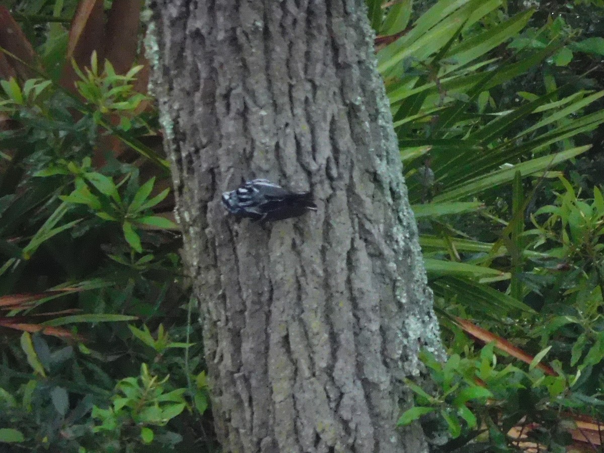 Black-and-white Warbler - ML617283256