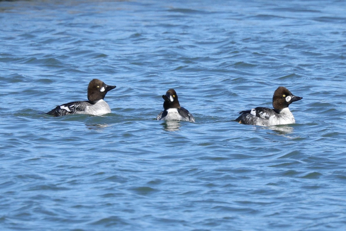 Common Goldeneye - ML617283258