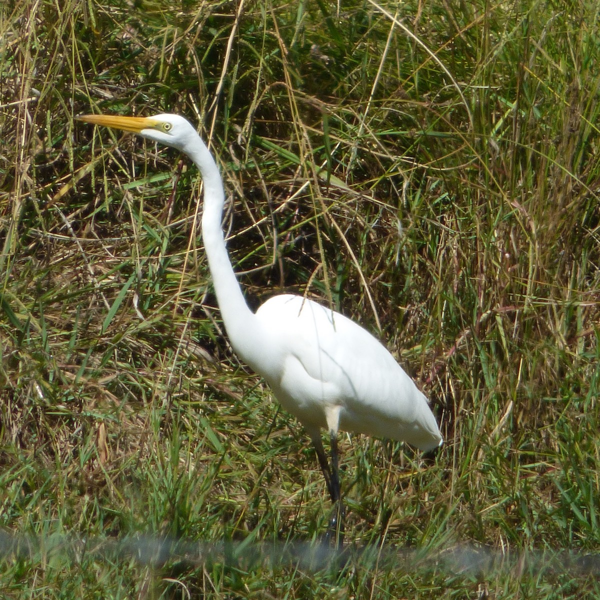 Great Egret - ML617283264