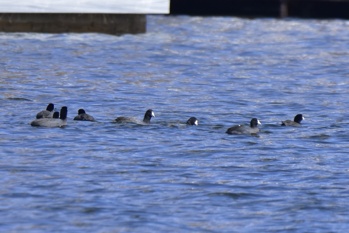 American Coot - ML617283292