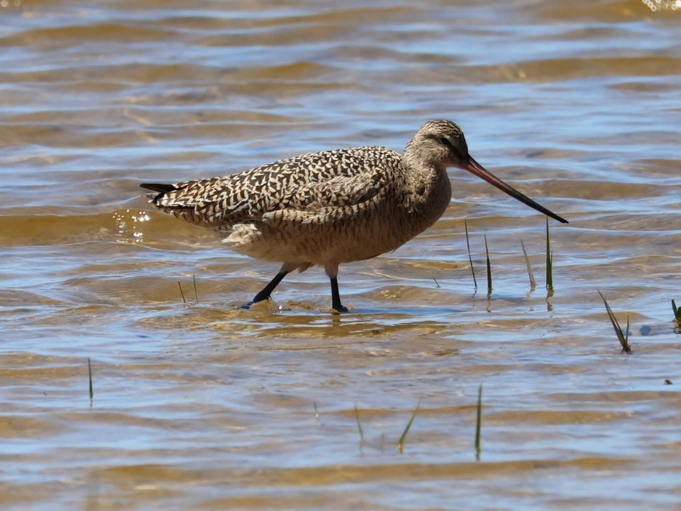 Marbled Godwit - ML617283323