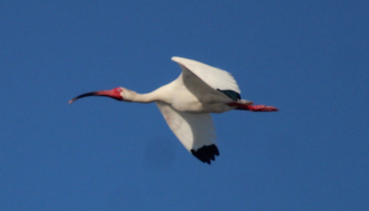 White Ibis - ML617283334