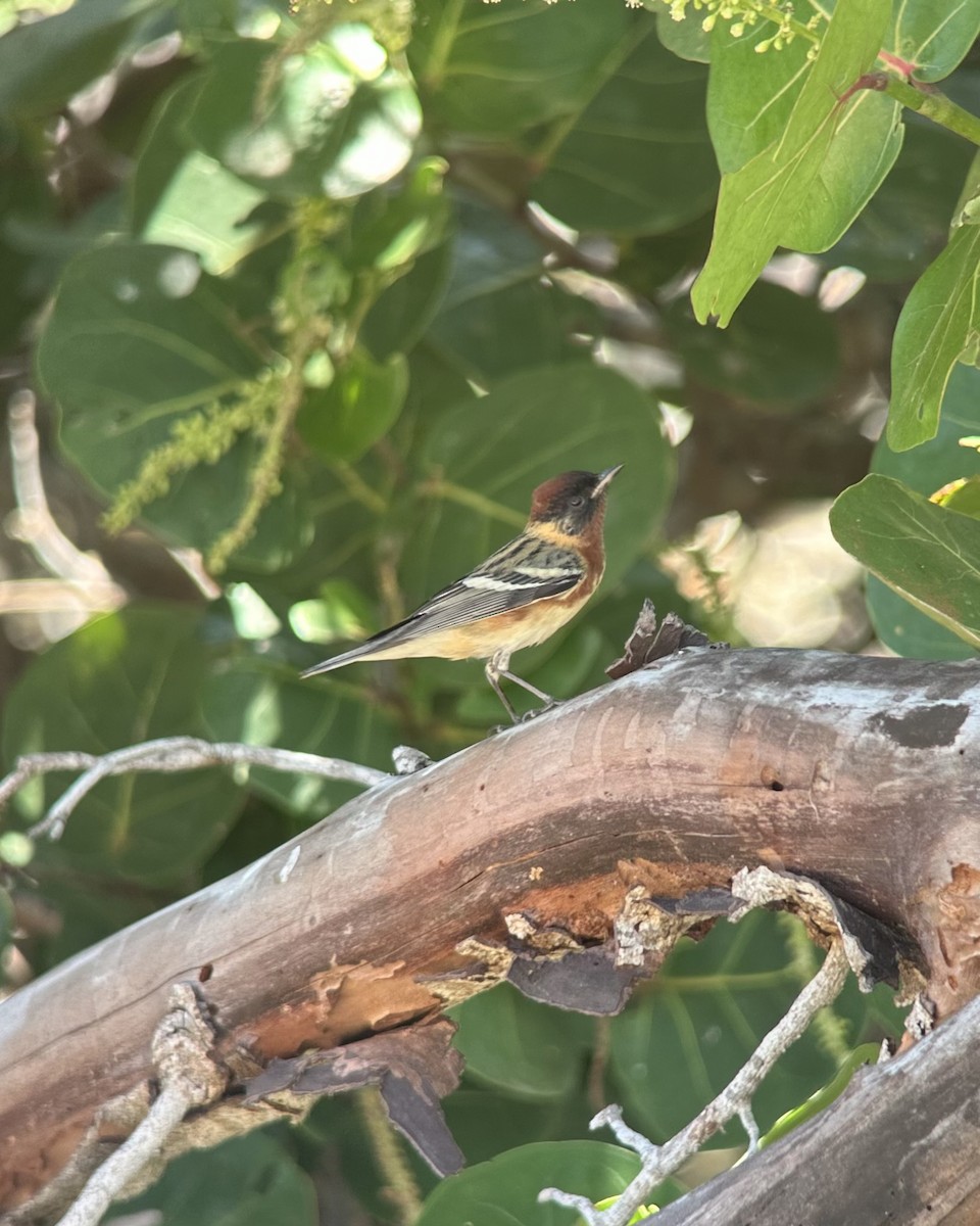 Bay-breasted Warbler - ML617283338