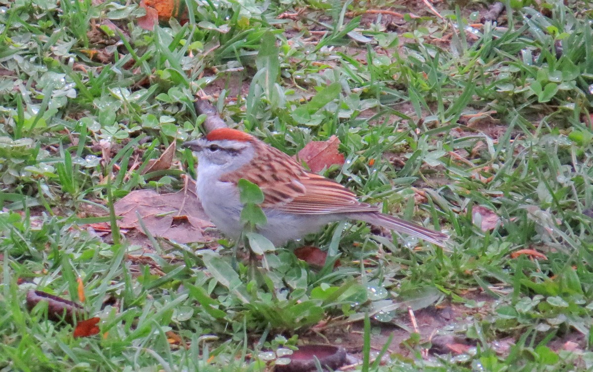 Chipping Sparrow - Sergey Pavlov