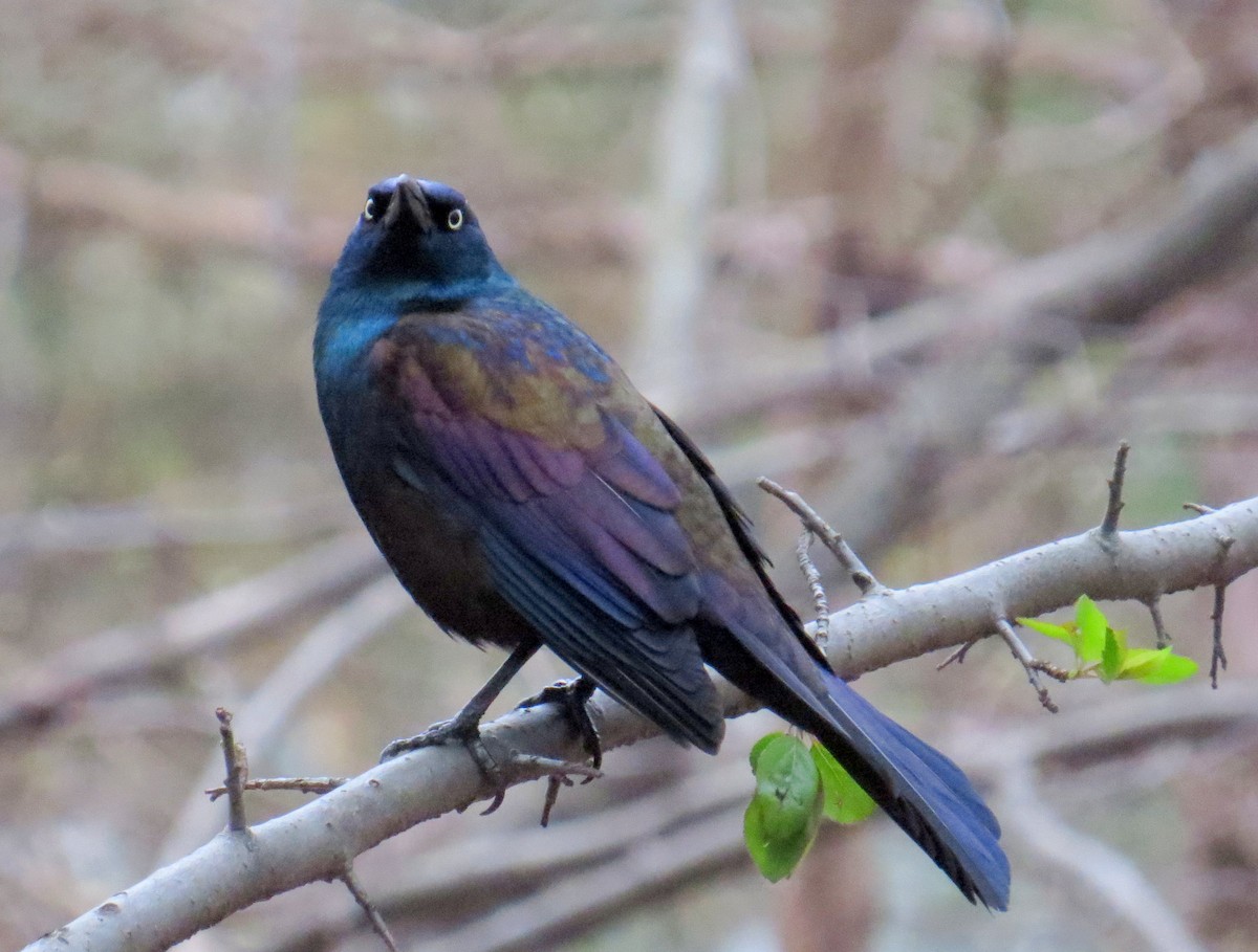 Common Grackle - ML617283341