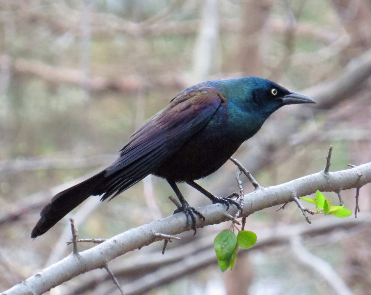 Common Grackle - ML617283342