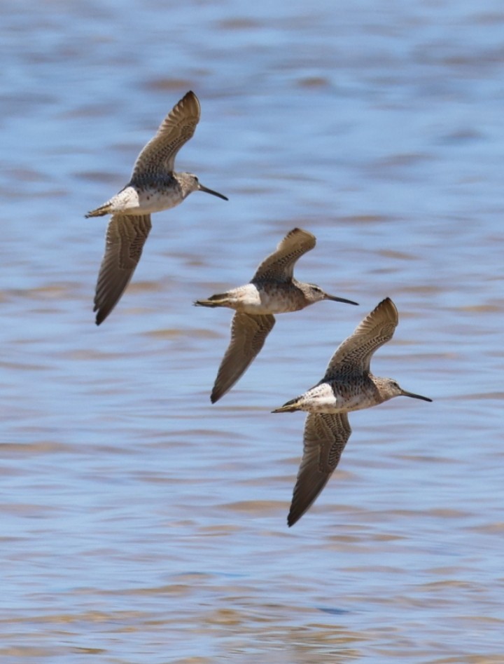 Short-billed Dowitcher - ML617283344