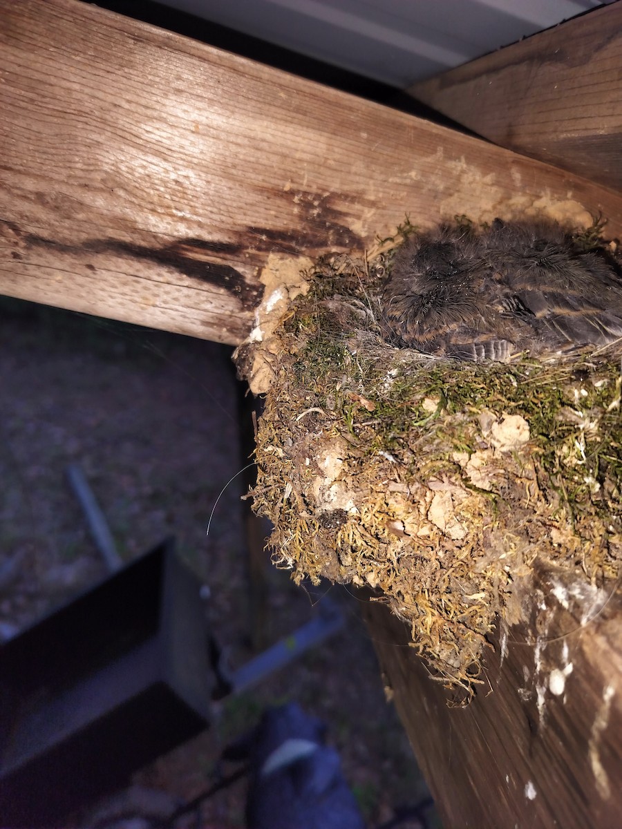 Eastern Phoebe - ML617283382