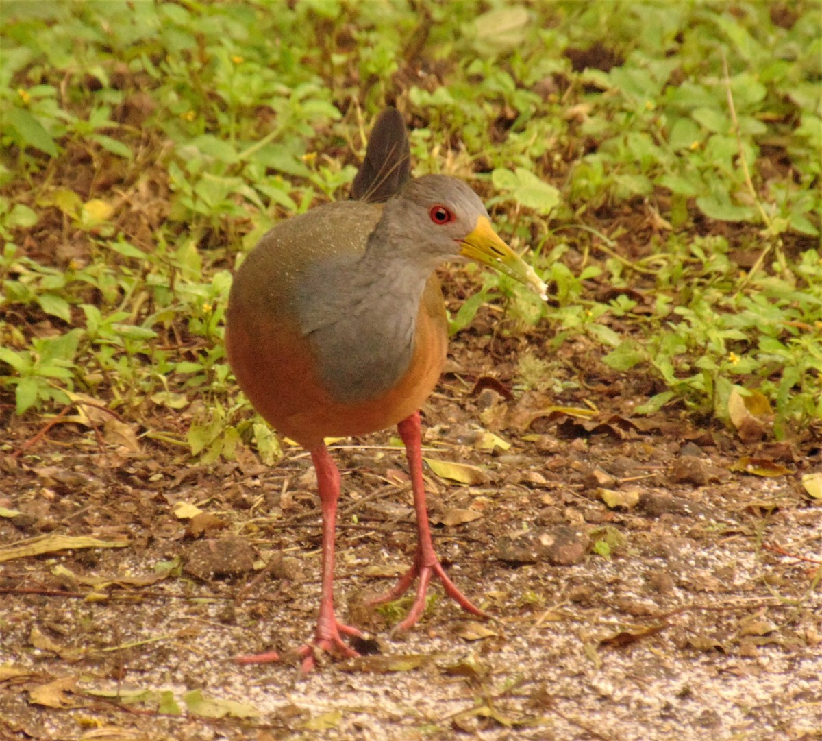 Gray-cowled Wood-Rail - ML617283440