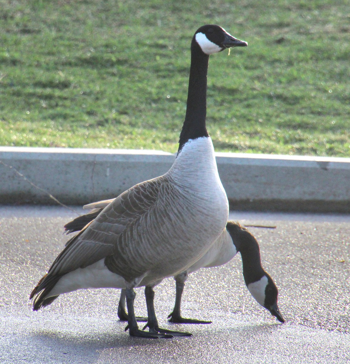 Canada Goose - ML617283443