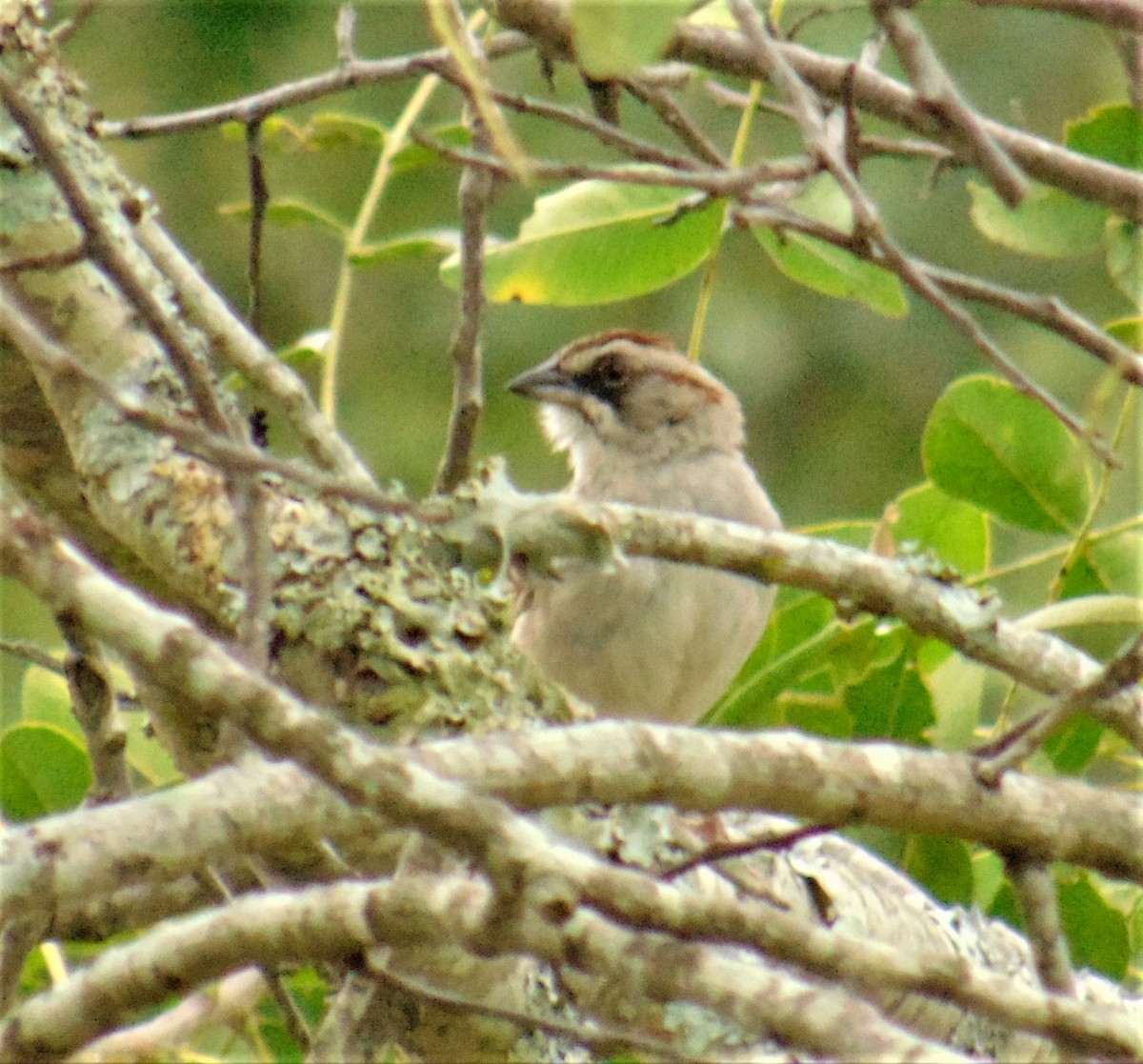 Yungas Sparrow - ML617283460