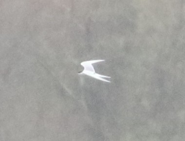 Forster's Tern - ML617283500