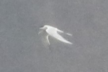 Forster's Tern - ML617283501
