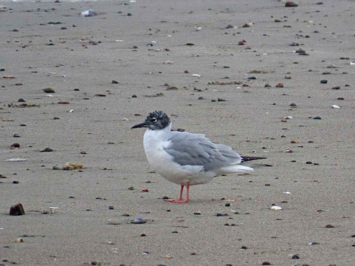 Bonaparte's Gull - Tom Edell