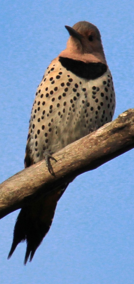 Northern Flicker (Yellow-shafted) - ML617283537