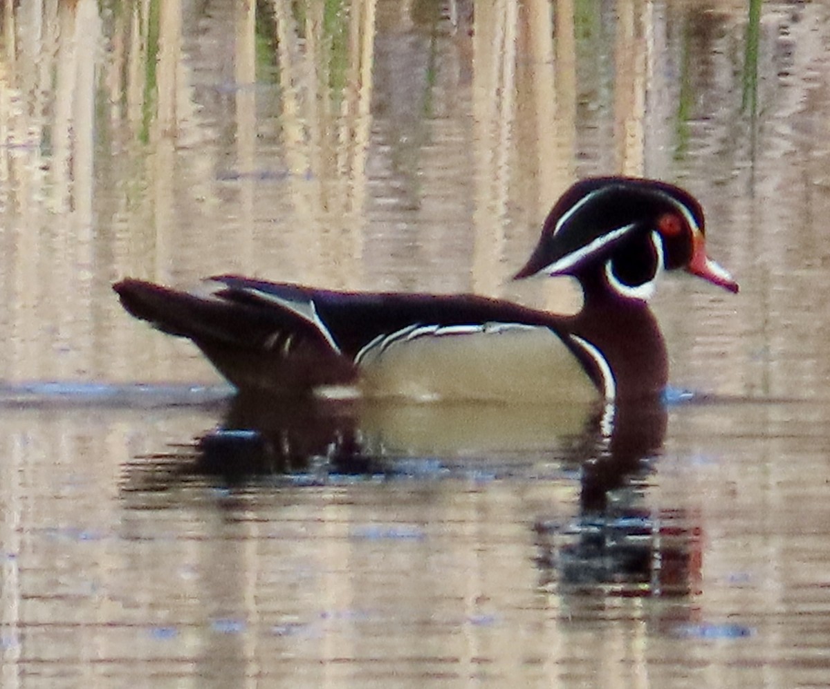 Wood Duck - ML617283569