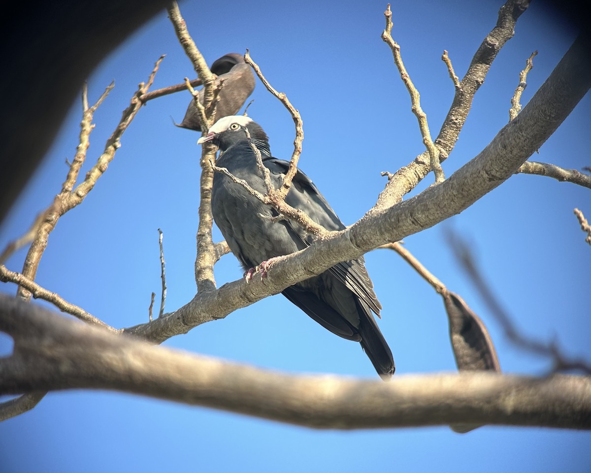 White-crowned Pigeon - ML617283572