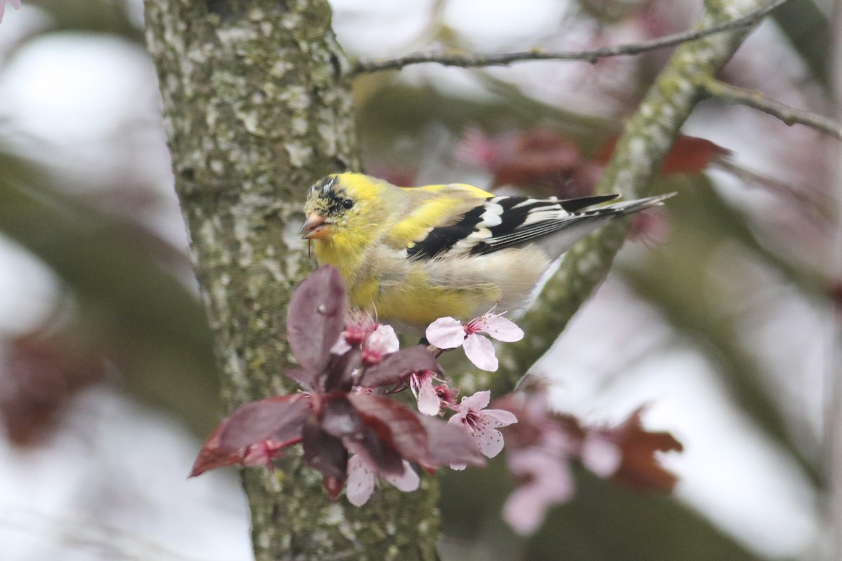 American Goldfinch - ML617283629