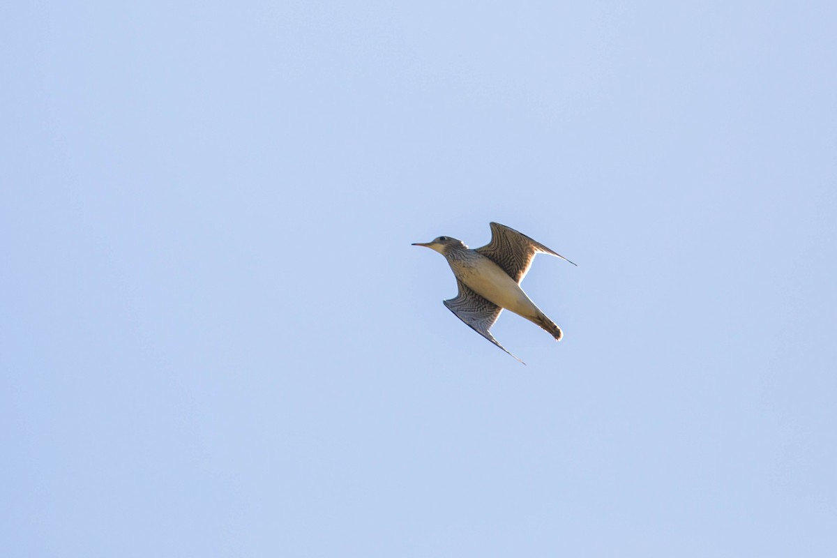 Upland Sandpiper - ML617283636