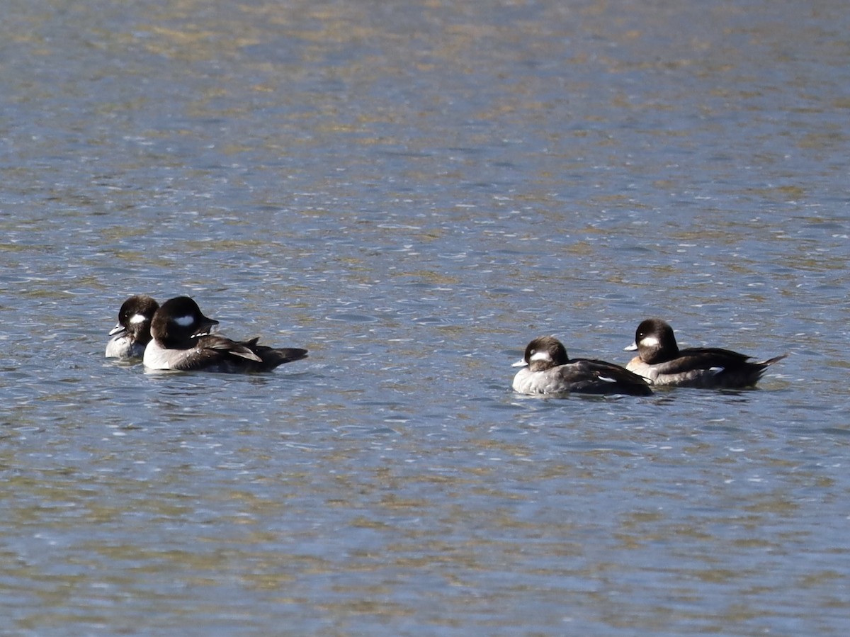 Bufflehead - ML617283658