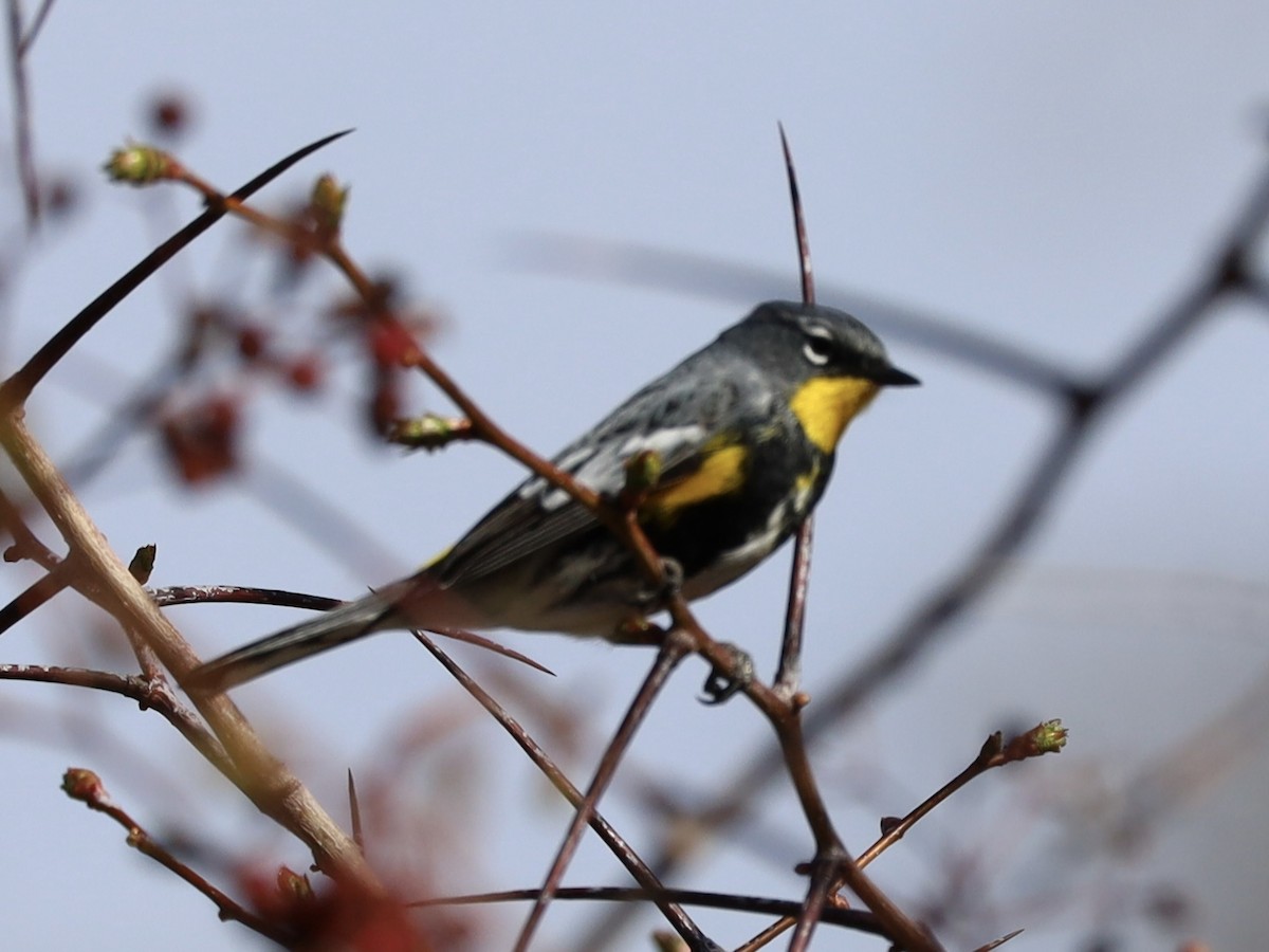 Yellow-rumped Warbler - ML617283697