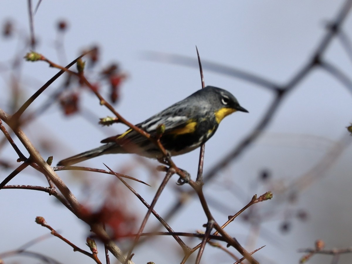 Yellow-rumped Warbler - ML617283698