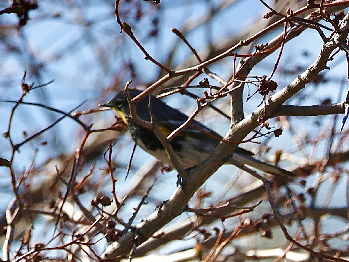 Yellow-rumped Warbler - ML617283699