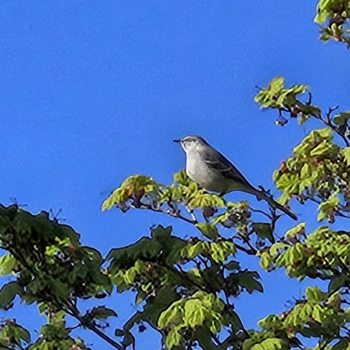 Northern Mockingbird - Iris Winslow