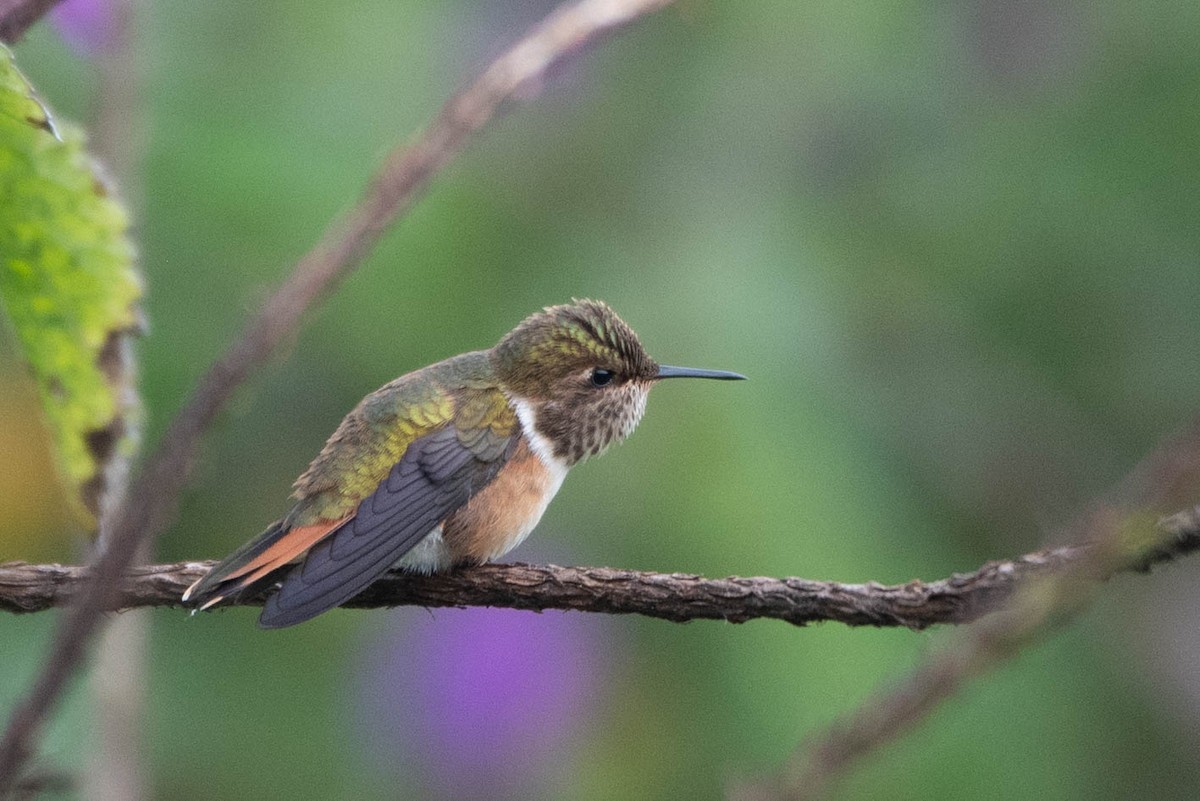 Scintillant Hummingbird - ML617283719