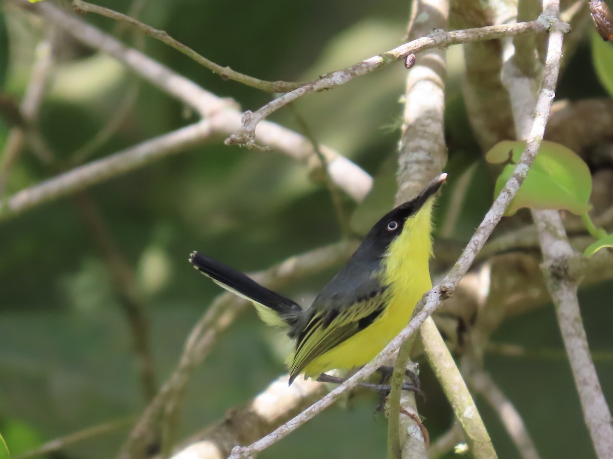 Common Tody-Flycatcher - Carolina Molina Pérez