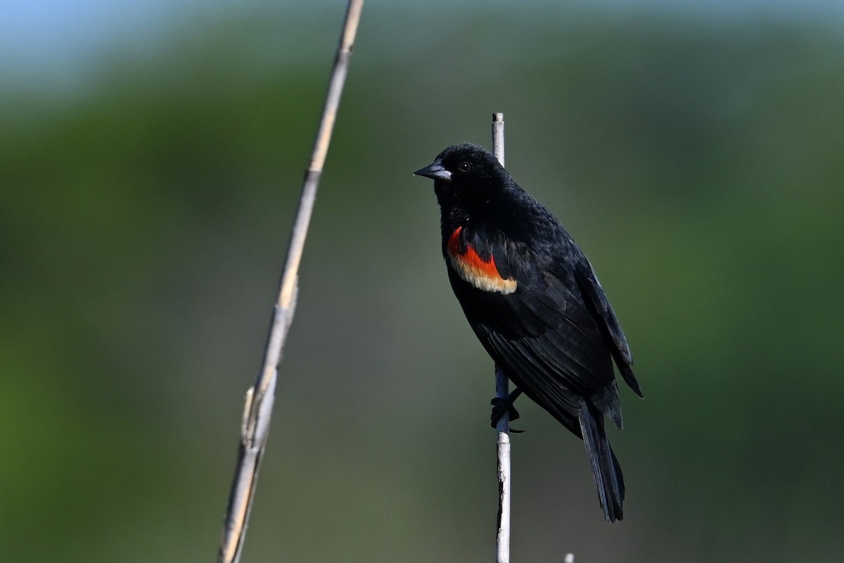 Red-winged Blackbird - ML617283753