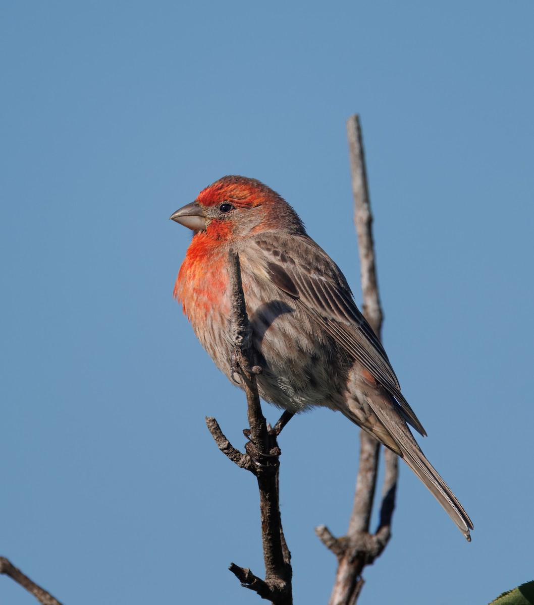 House Finch - John Callender
