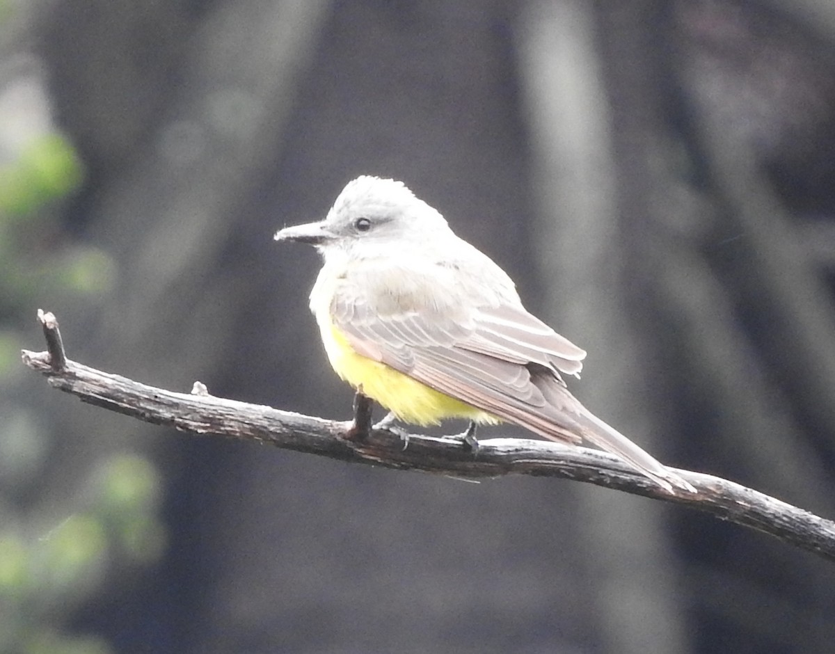 Yellow-bellied Elaenia - Julio P