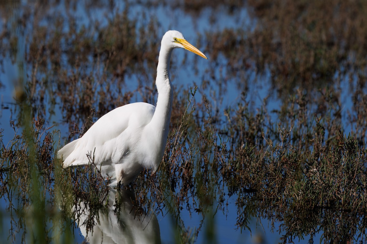 Great Egret - John Callender