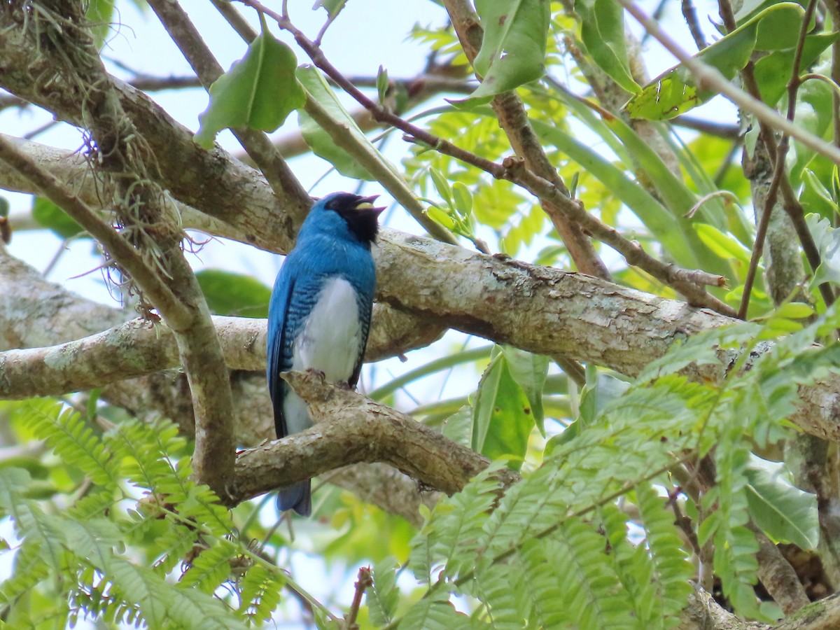 Swallow Tanager - Carolina Molina Pérez