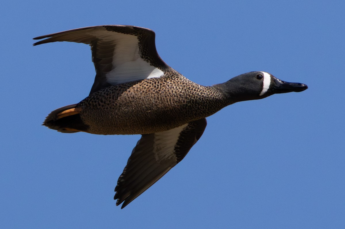 Blue-winged Teal - ML617283903