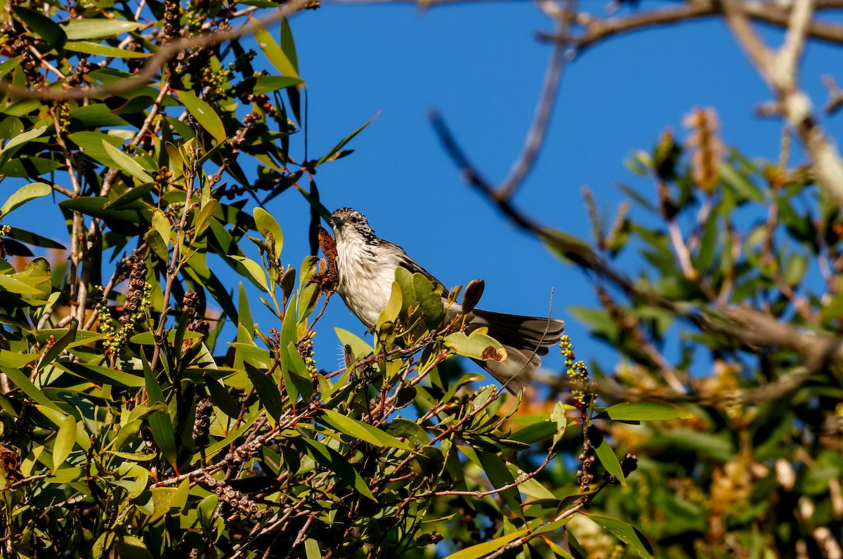 Striped Honeyeater - ML617283909