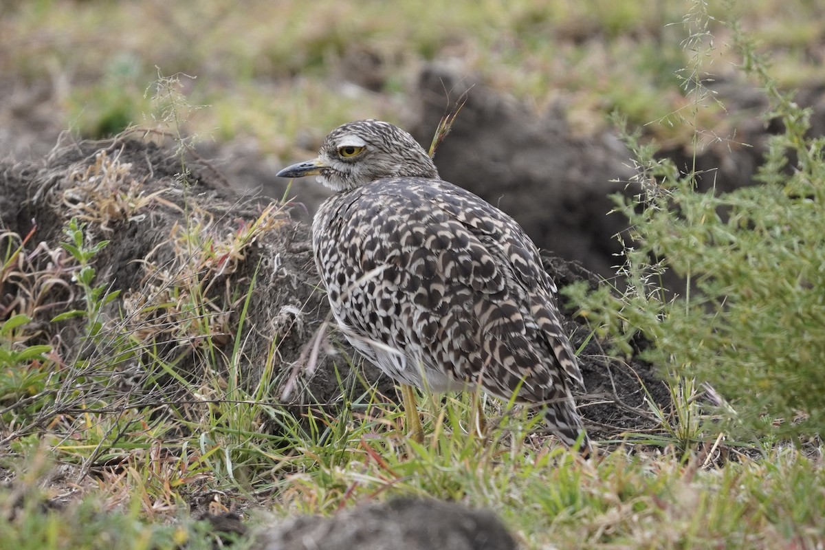 Spotted Thick-knee - ML617283933