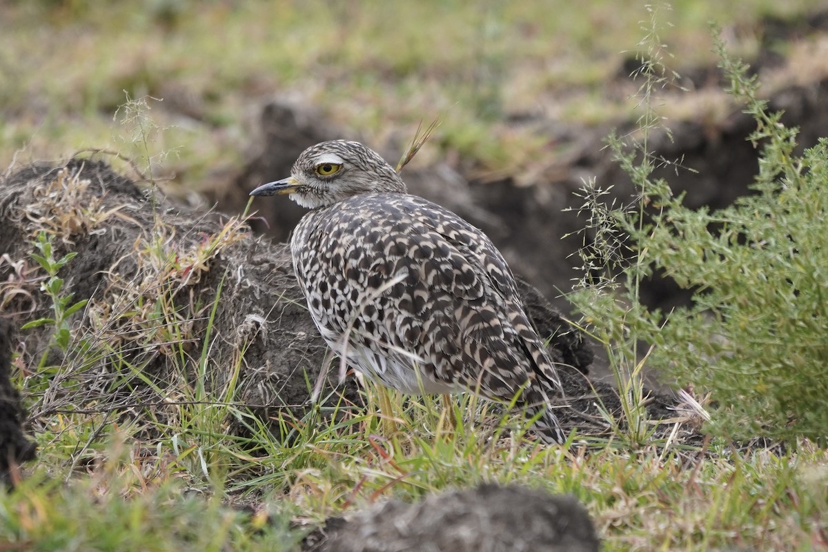Spotted Thick-knee - ML617283934
