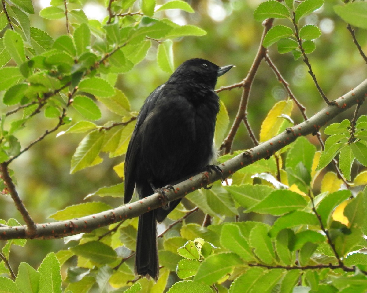 Black Flowerpiercer - ML617283996