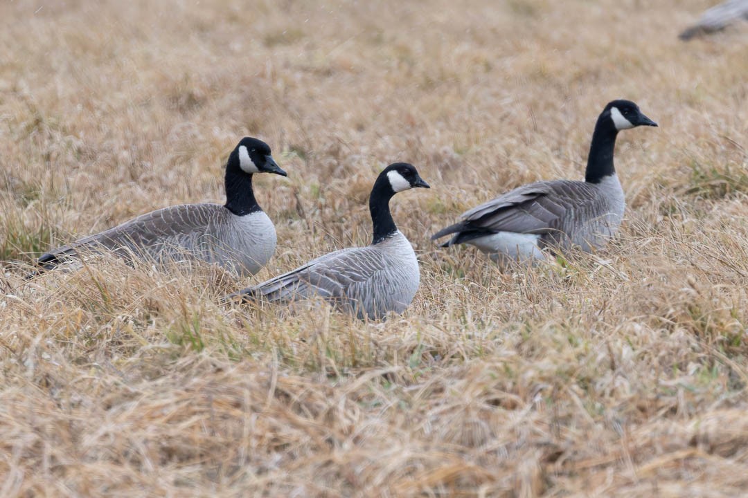 Cackling Goose - ML617284011