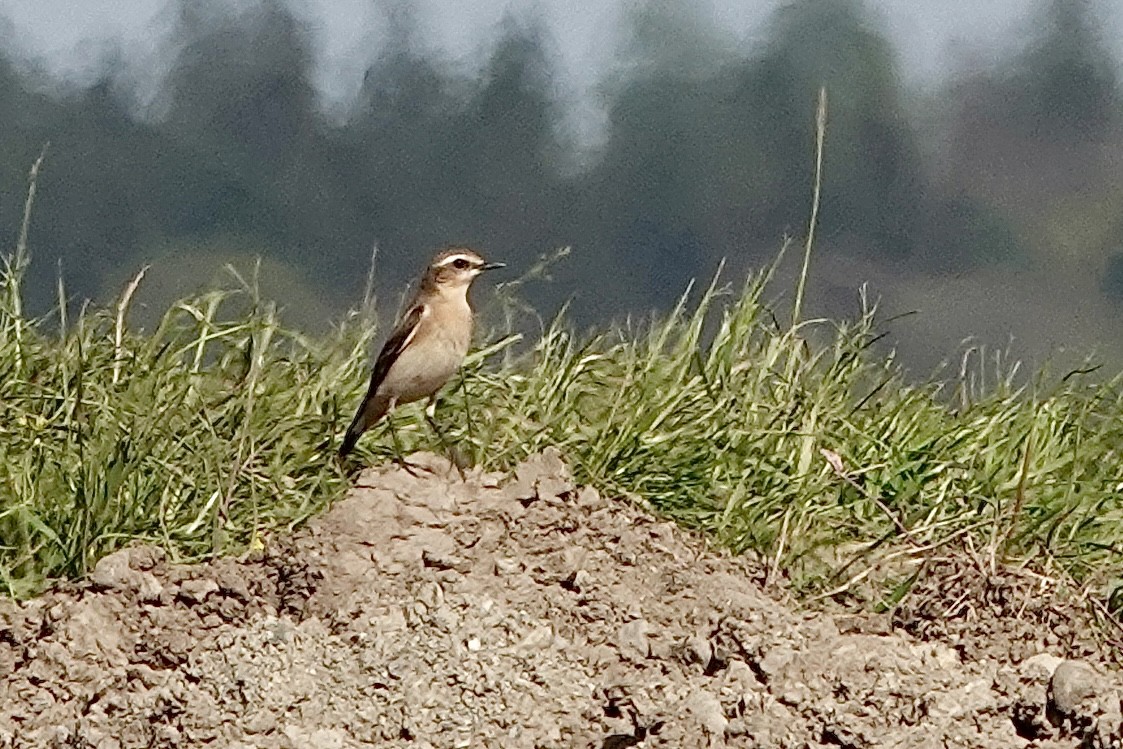 Northern Wheatear - ML617284058