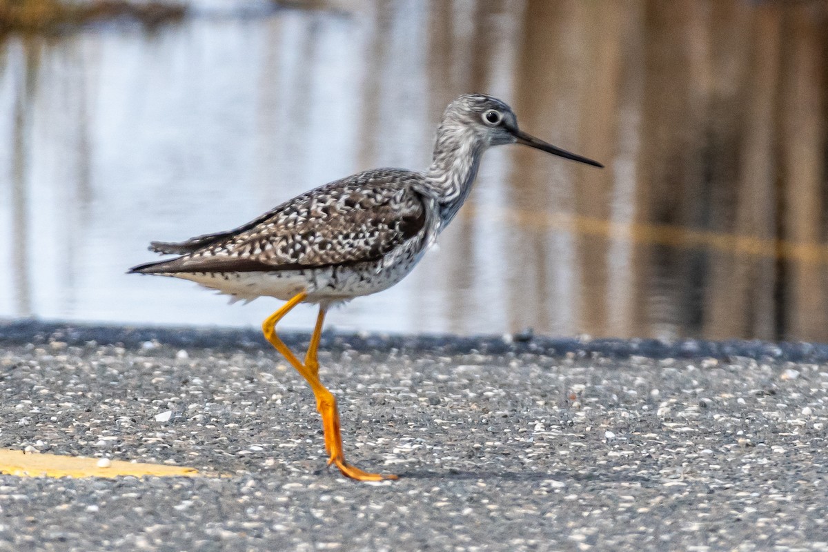 Greater Yellowlegs - ML617284089