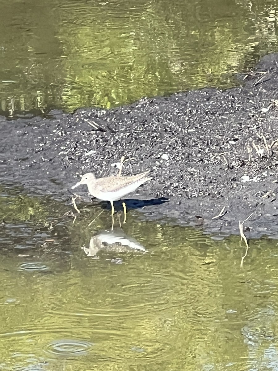 Solitary Sandpiper - ML617284138