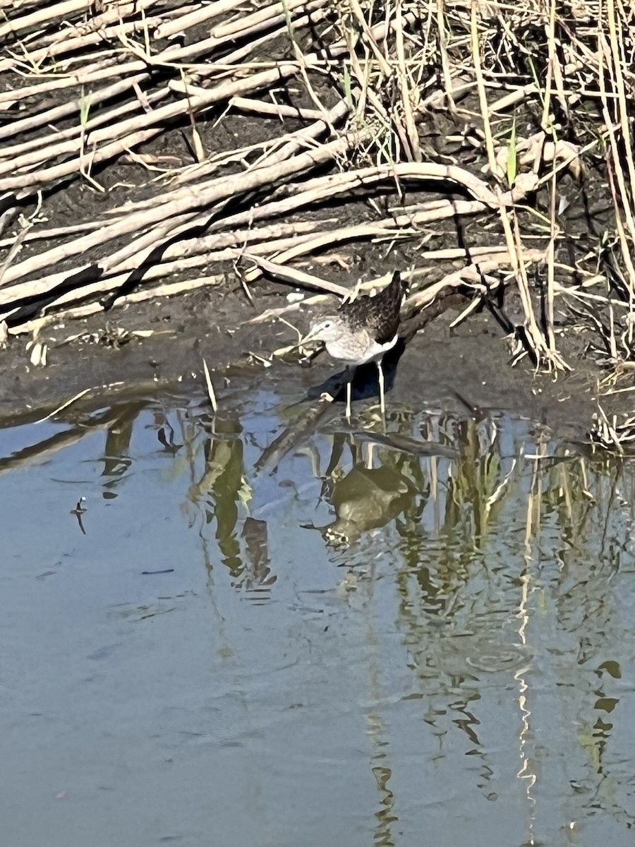 Solitary Sandpiper - ML617284139