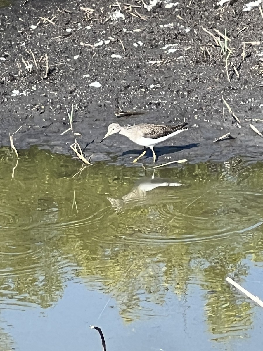 Solitary Sandpiper - ML617284141