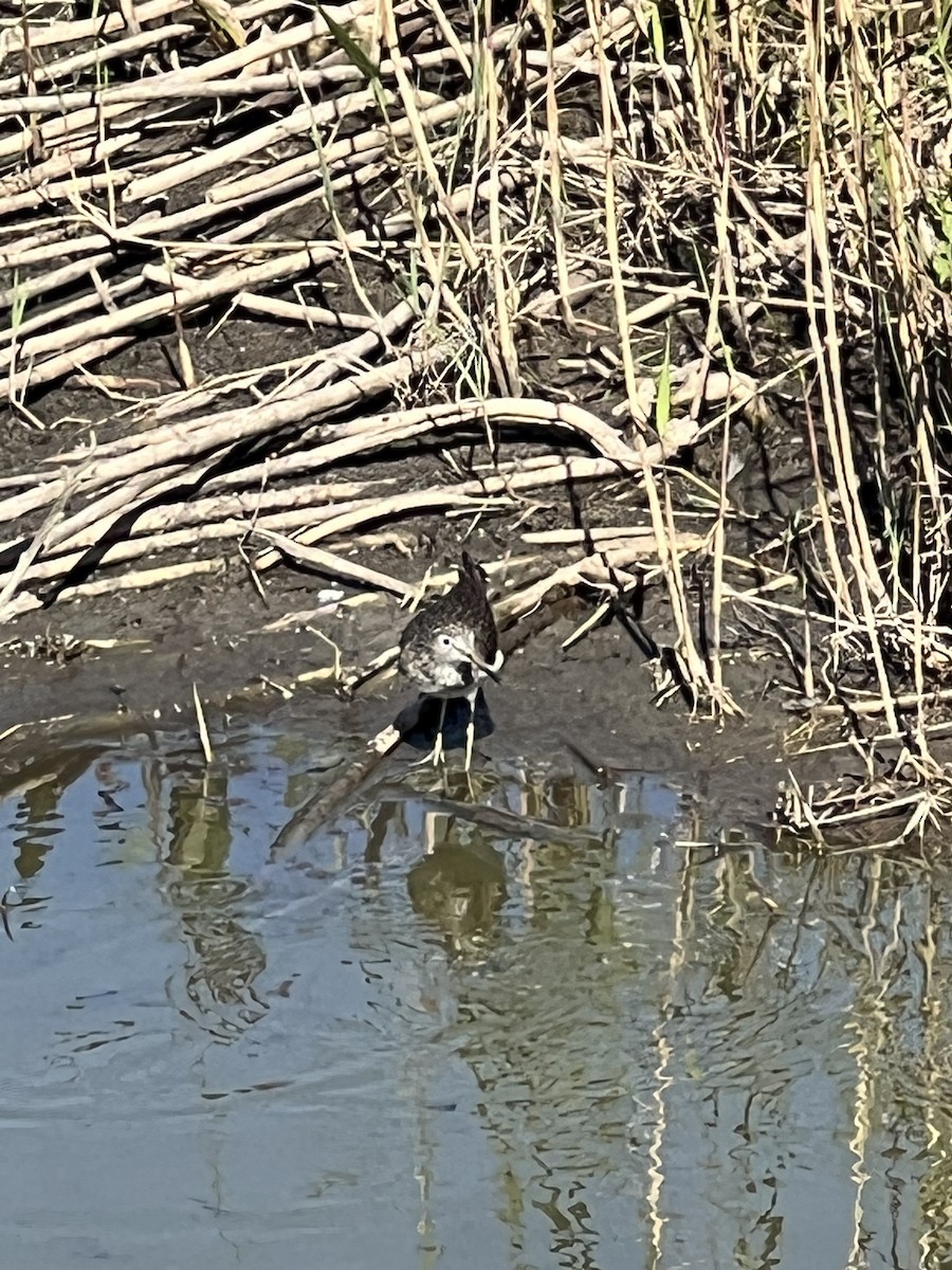 Solitary Sandpiper - ML617284143