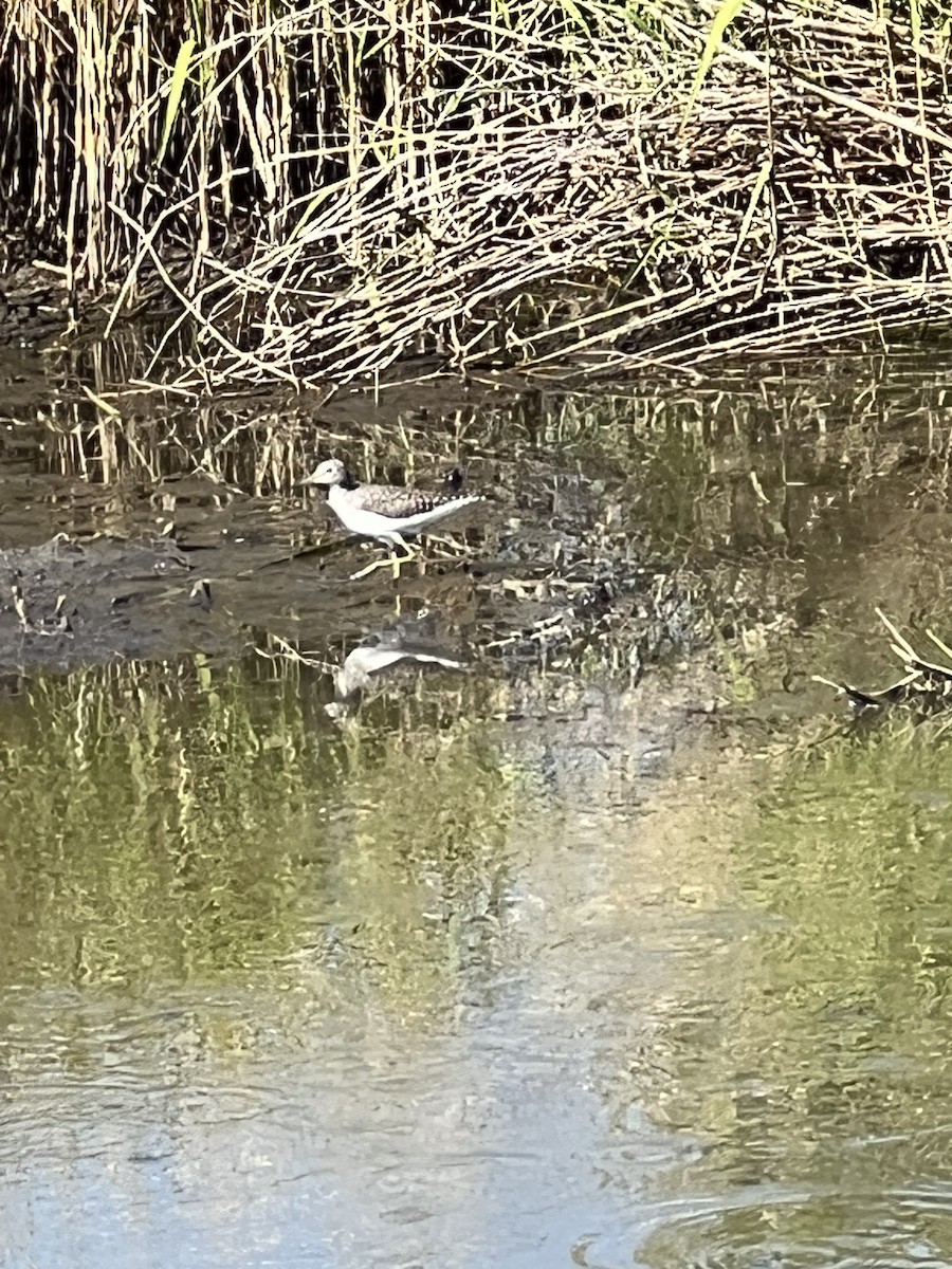 Solitary Sandpiper - ML617284147