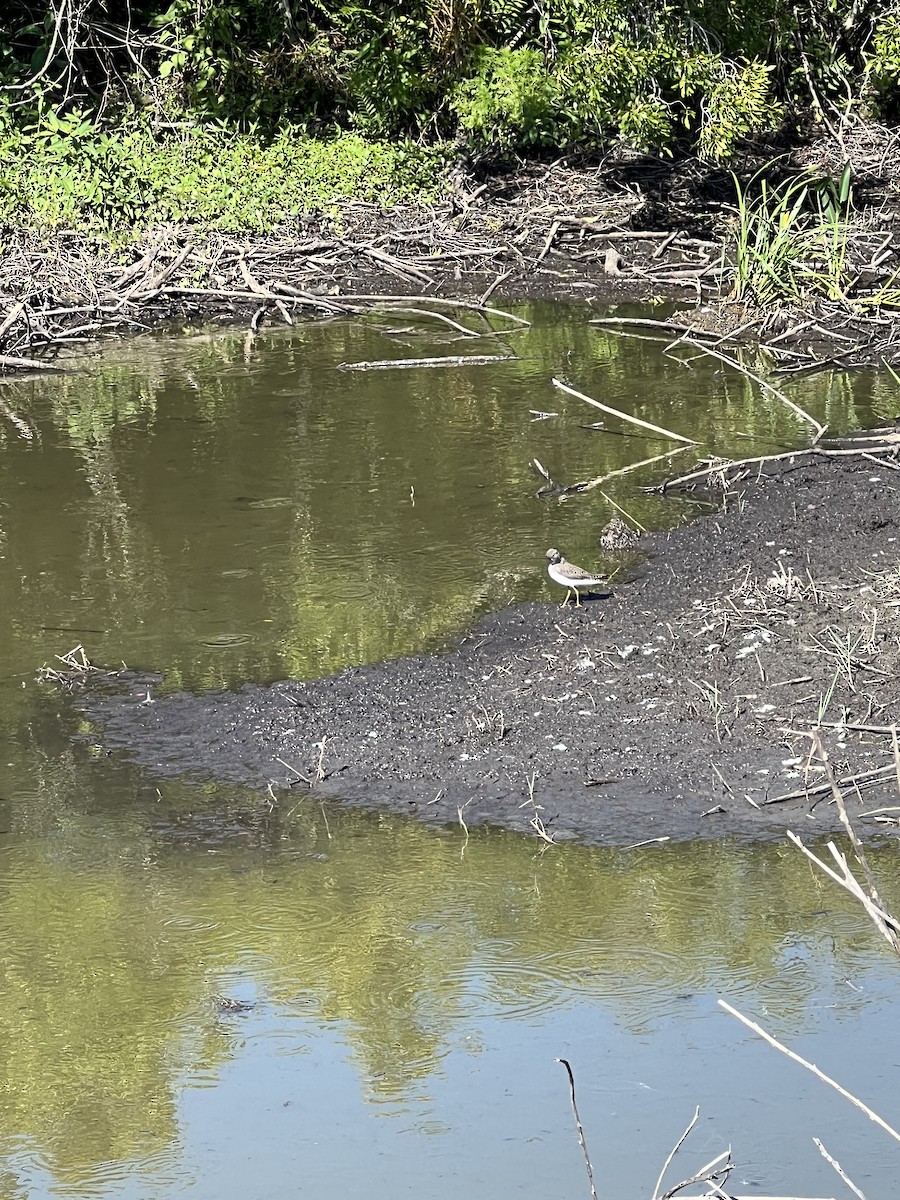 Solitary Sandpiper - ML617284148