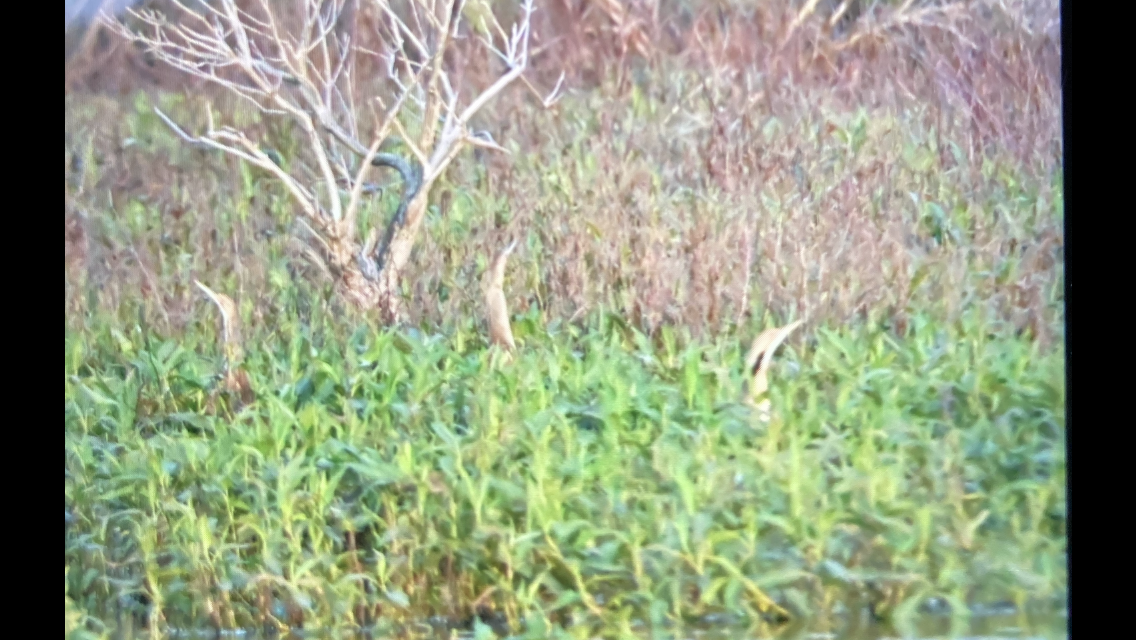 American Bittern - ML617284171